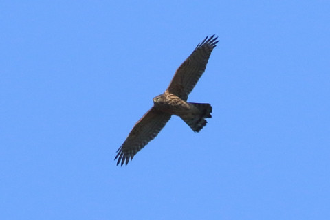 トリミング 2017/11月 SIGMA150-600C+7D2 焦点距離600mm F8 ss1/1250 ISO250 Case1