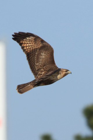 約0.47倍トリミング 2017/12月 SIGMA150-600C+7D2 焦点距離600mm F8 ss1/1600 ISO400 Case1