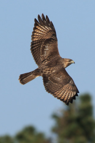 約0.47倍トリミング 2017/12月 SIGMA150-600C+7D2 焦点距離600mm F8 ss1/1600 ISO400 Case1
