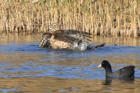 トリミング 2017/12月 SIGMA150-600C+7D2 焦点距離600mm F8 ss1/1600 ISO640 Case1