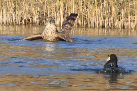 トリミング 2017/12月 SIGMA150-600C+7D2 焦点距離600mm F8 ss1/1600 ISO640 Case1