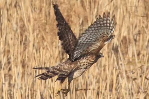トリミング 2017/12月 SIGMA150-600C+7D2 焦点距離600mm F8 ss1/1600 ISO500 Case1