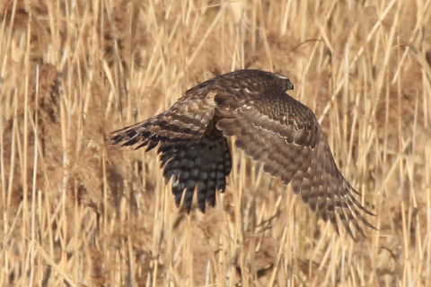 トリミング 2017/12月 SIGMA150-600C+7D2 焦点距離600mm F8 ss1/1600 ISO500 Case1