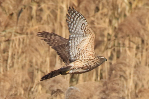 トリミング 2017/12月 SIGMA150-600C+7D2 焦点距離600mm F8 ss1/1600 ISO500 Case1