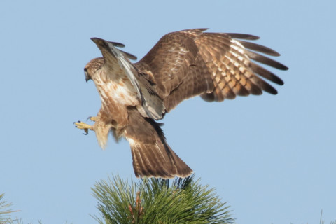 0.66倍トリミング 2017/12月 SIGMA150-600C+7D2 焦点距離600mm F8 ss1/1000 ISO800 Case1