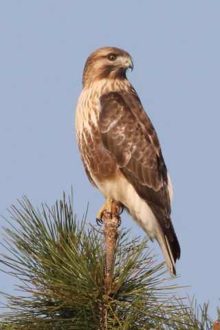 トリミング 2017/12月 SIGMA150-600C+7D2 焦点距離600mm F8 ss1/1250 ISO400 Case1