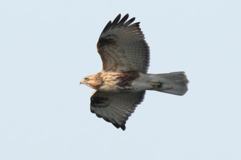 0.66倍トリミング 2017/12月 SIGMA150-600C+7D2 焦点距離600mm F8 ss1/1250 ISO2000 Case1