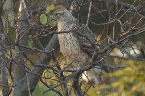 トリミング 2017/12月 SIGMA150-600C+7D2 焦点距離600mm F8 ss1/640 ISO3200 Case3