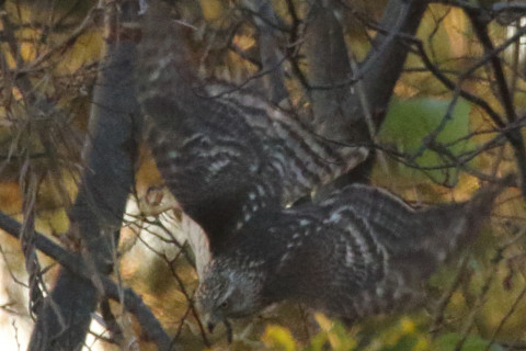 トリミング 2017/12月 SIGMA150-600C+7D2 焦点距離546mm F8 ss1/800 ISO3200 Case3