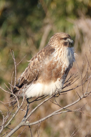 トリミング 2017/12月 SIGMA150-600C+7D2 焦点距離600mm F8 ss1/160 ISO100