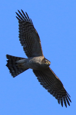 トリミング 2017/12月 SIGMA150-600C+7D2 焦点距離600mm F8 ss1/1250 ISO400 Case3