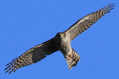 トリミング 2017/12月 SIGMA150-600C+7D2 焦点距離600mm F8 ss1/1250 ISO320 Case3