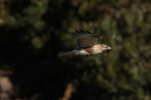 2017/12月 SIGMA150-600C+7D2 焦点距離600mm F8 ss1/1600 ISO320 Case3
