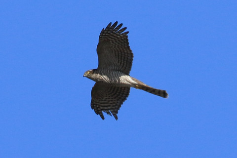 トリミング 2017/12月 SIGMA150-600C+7D2 焦点距離600mm F8 ss1/1250 ISO320 Case3