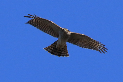 トリミング 2017/12月 SIGMA150-600C+7D2 焦点距離464mm F8 ss1/1250 ISO400 Case3
