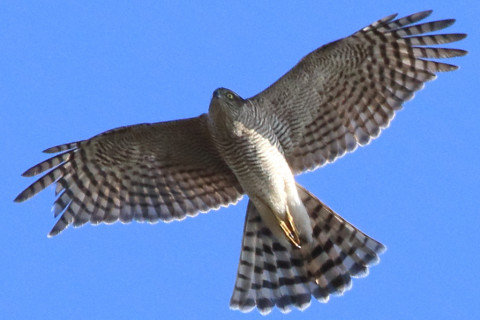 トリミング 2017/12月 SIGMA150-600C+7D2 焦点距離600mm F8 ss1/1250 ISO640 Case3