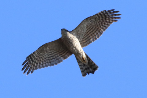 0.66倍トリミング 2017/12月 SIGMA150-600C+7D2 焦点距離600mm F8 ss1/1250 ISO500 Case3