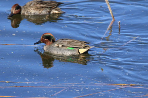 2017/12月 SIGMA150-600C+7D2 焦点距離600mm F8 ss1/1250 ISO800
