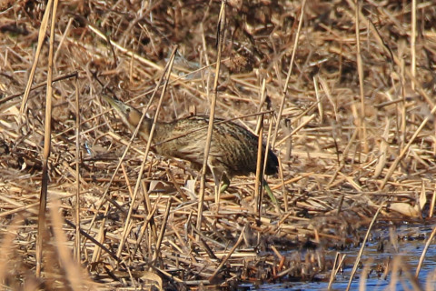 トリミング 2017/12月 SIGMA150-600C+7D2 焦点距離600mm F8 ss1/1250 ISO400
