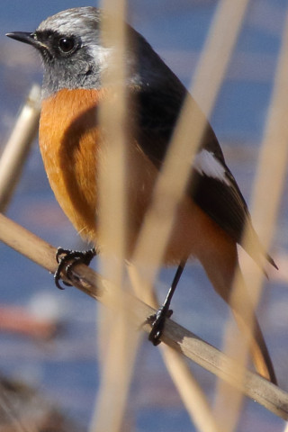 トリミング 2017/12月 SIGMA150-600C+7D2 焦点距離600mm F8 ss1/1250 ISO640 Case3