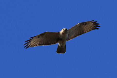 約0.47倍トリミング 2017/12月 SIGMA150-600C+7D2 焦点距離484mm F8 ss1/1250 ISO400 Case3