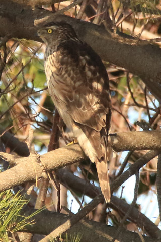 トリミング 2017/12月 SIGMA150-600C+7D2 焦点距離600mm F8 ss1/1250 ISO1600