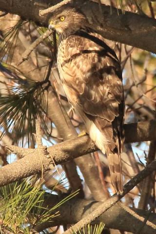 トリミング 2017/12月 SIGMA150-600C+7D2 焦点距離600mm F8 ss1/1600 ISO1250
