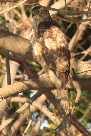 トリミング 2017/12月 SIGMA150-600C+7D2 焦点距離600mm F8 ss1/1600 ISO2000