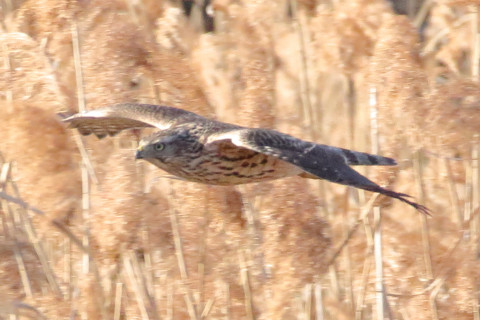 トリミング 2017/12月 SIGMA150-600C+7D2 焦点距離600mm F8 ss1/1600 ISO3200 Case3