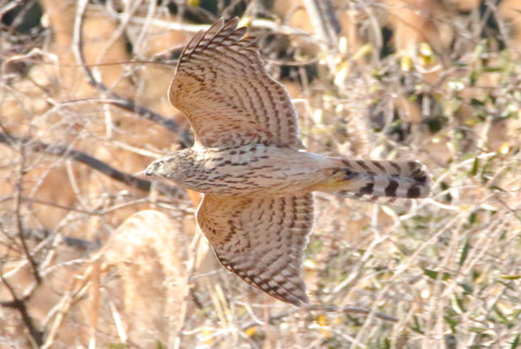 トリミング 2017/12月 SIGMA150-600C+7D2 焦点距離600mm F8 ss1/1600 ISO3200 Case3