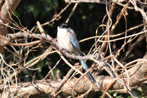 2018/1月 SIGMA150-600C+7D2 焦点距離600mm F8 ss1/800 ISO1000