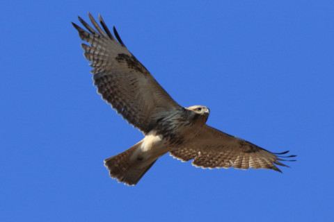 約0.47倍トリミング 2018/1月 SIGMA150-600C+7D2 焦点距離600mm F8 ss1/1600 ISO640 Case3