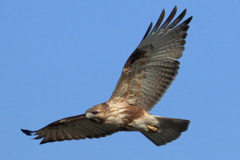 約0.47倍トリミング 2018/1月 SIGMA150-600C+7D2 焦点距離600mm F8 ss1/1600 ISO400 Case3