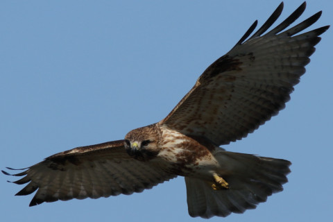 約0.47倍トリミング 2018/1月 SIGMA150-600C+7D2 焦点距離600mm F8 ss1/1600 ISO320 Case3