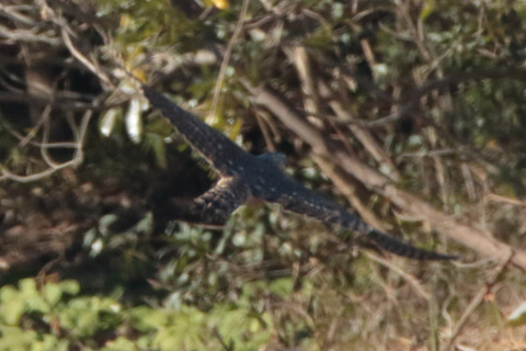 トリミング 2018/1月 SIGMA150-600C+7D2 焦点距離600mm F8 ss1/1600 ISO1000 Case3