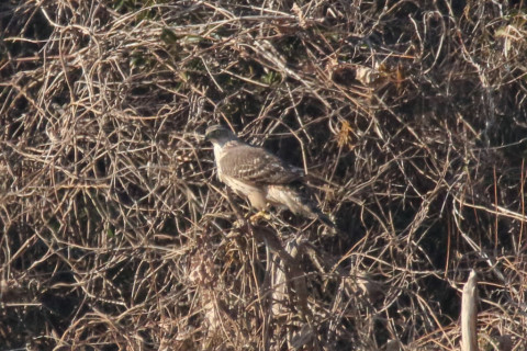 トリミング 2018/1月 SIGMA150-600C+7D2 焦点距離600mm F8 ss1/1600 ISO1000