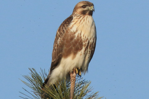 トリミング 2018/1月 SIGMA150-600C+7D2 焦点距離600mm F8 ss1/1600 ISO400