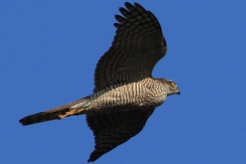 トリミング 2018/1月 SIGMA150-600C+7D2 焦点距離600mm F8 ss1/1600 ISO400 Case3