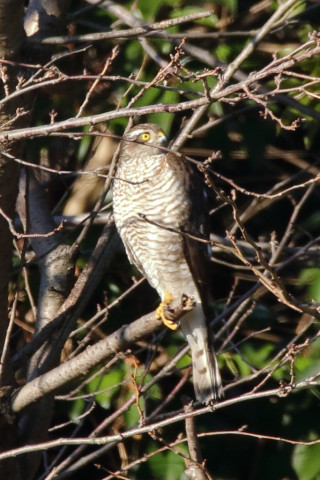 トリミング 2018/1月 SIGMA150-600C+7D2 焦点距離600mm F8 ss1/500 ISO640