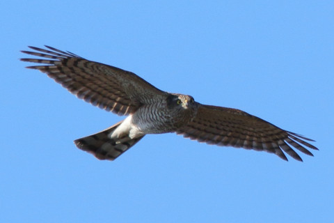 トリミング 2018/1月 SIGMA150-600C+7D2 焦点距離600mm F8 ss1/500 ISO160 Case3