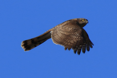 トリミング 2018/1月 SIGMA150-600C+7D2 焦点距離600mm F8 ss1/500 ISO160 Case3