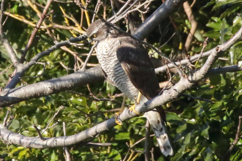トリミング 2018/1月 SIGMA150-600C+7D2 焦点距離600mm F8 ss1/1000 ISO1250 Case3
