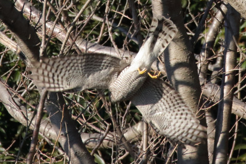 0.66倍トリミング 2018/1月 SIGMA150-600C+7D2 焦点距離600mm F8 ss1/1600 ISO1600 Case3