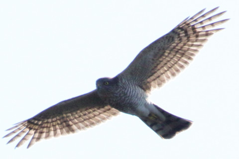 トリミング 2018/1月 SIGMA150-600C+7D2 焦点距離600mm F8 ss1/2500 ISO400 Case3