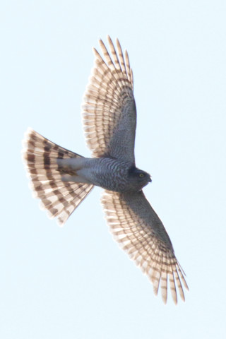 トリミング 2018/1月 SIGMA150-600C+7D2 焦点距離600mm F8 ss1/2500 ISO400 Case3