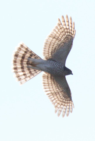 トリミング 2018/1月 SIGMA150-600C+7D2 焦点距離600mm F8 ss1/2500 ISO400 Case3