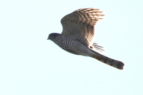 約0.47倍トリミング 2018/1月 SIGMA150-600C+7D2 焦点距離600mm F8 ss1/2500 ISO320 Case3