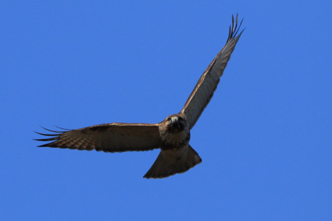 約0.47倍トリミング 2018/1月 SIGMA150-600C+7D2 焦点距離600mm F8 ss1/1600 ISO400 Case3