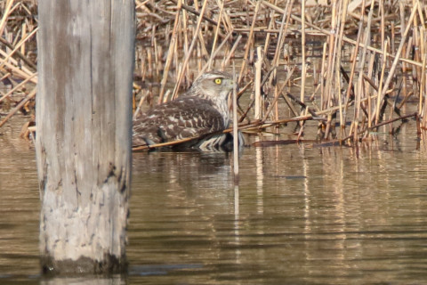 トリミング 2018/1月 SIGMA150-600C+7D2 焦点距離600mm F8 ss1/1600 ISO500