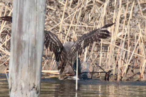 トリミング 2018/1月 SIGMA150-600C+7D2 焦点距離600mm F8 ss1/1600 ISO640 Case3